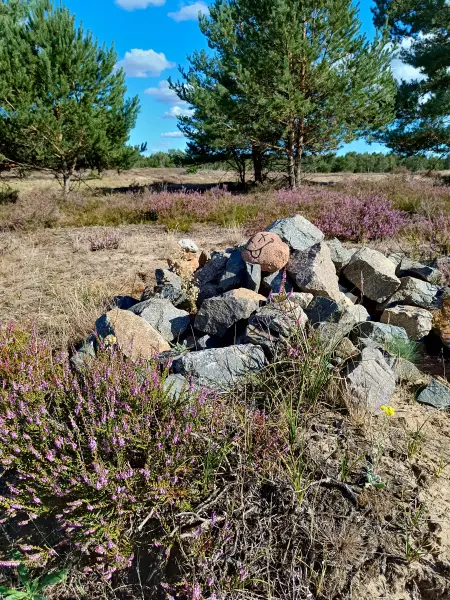 202508180-06 - Heide im Wildnisgebiet Jüterbog bei Luckenwalde, Fläming, Brandenburg, Deutschland