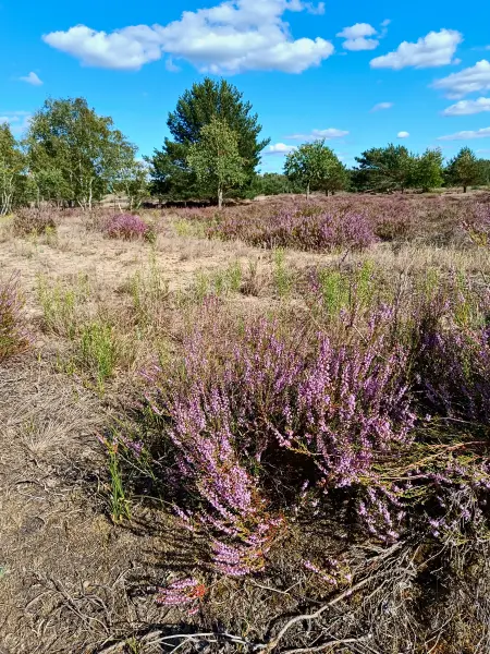 202508180-07 - Heide im Wildnisgebiet Jüterbog bei Luckenwalde, Fläming, Brandenburg, Deutschland