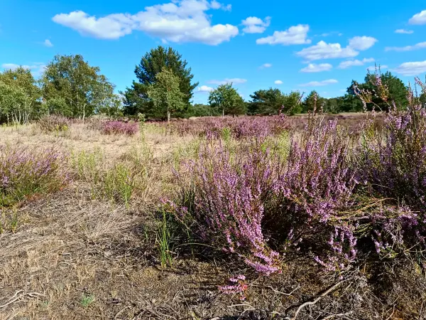 202508180-08 - Heide im Wildnisgebiet Jüterbog bei Luckenwalde, Fläming, Brandenburg, Deutschland