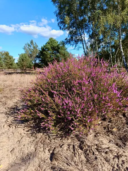 202508180-09 - Heide im Wildnisgebiet Jüterbog bei Luckenwalde, Fläming, Brandenburg, Deutschland
