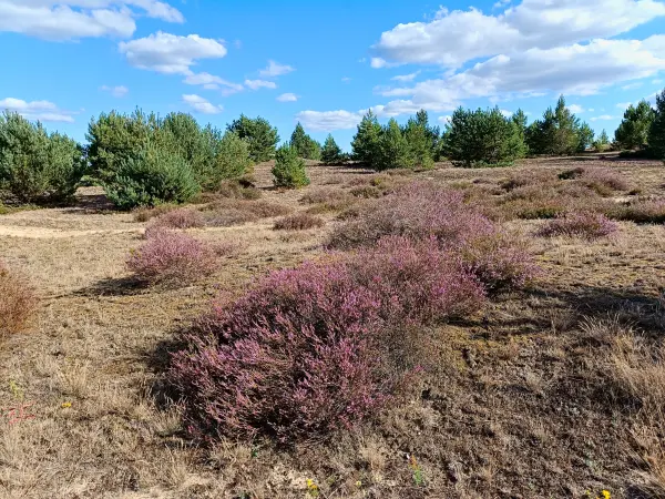 202508180-10 - Heide im Wildnisgebiet Jüterbog bei Luckenwalde, Fläming, Brandenburg, Deutschland
