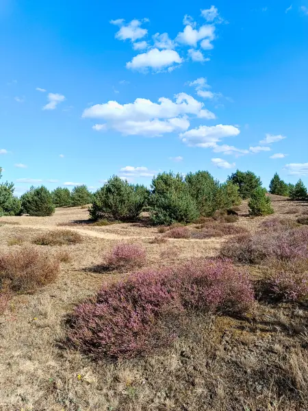 202508180-11 - Heide im Wildnisgebiet Jüterbog bei Luckenwalde, Fläming, Brandenburg, Deutschland