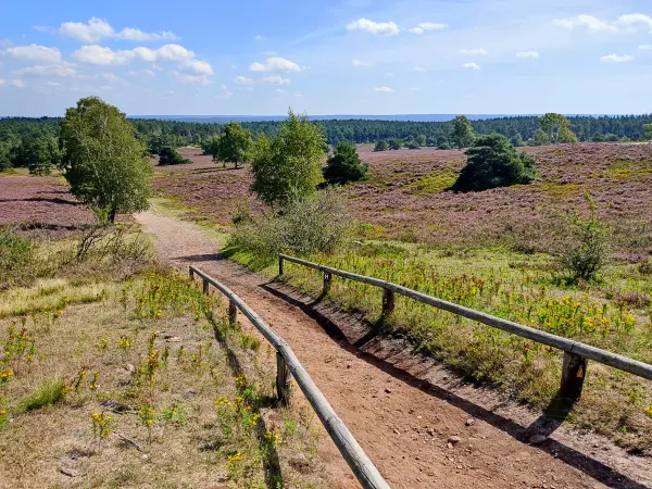 202308240-25 - Heideblüte am Brunsberg im Büsenbachtal, Lüneburger Heide, Niedersachsen, Deutschland