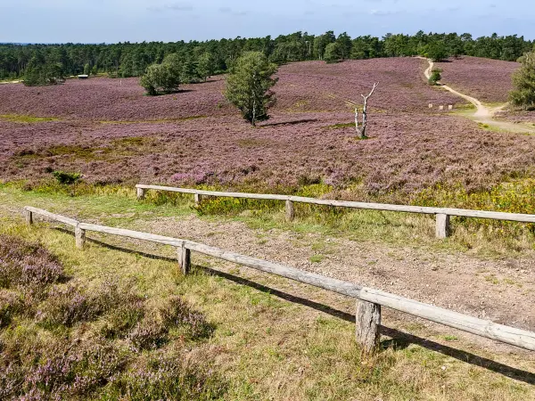 202308240-31 - Heideblüte am Brunsberg im Büsenbachtal, Lüneburger Heide, Niedersachsen, Deutschland