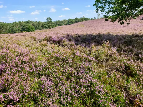 202308240-33 - Heideblüte am Brunsberg im Büsenbachtal, Lüneburger Heide, Niedersachsen, Deutschland