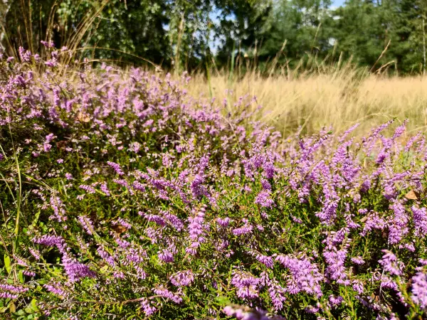 202308260-33 - Heideblüte am Kienberg bei Schönhagen, Fläming, Brandenburg, Deutschland