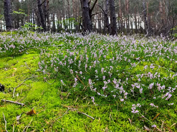 202308260-37 - Heideblüte am Kienberg bei Schönhagen, Fläming, Brandenburg, Deutschland