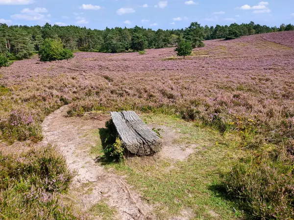202308240-34 - Heideblüte am Kleinen Brunsberg im Büsenbachtal, Lüneburger Heide, Niedersachsen, Deutschland
