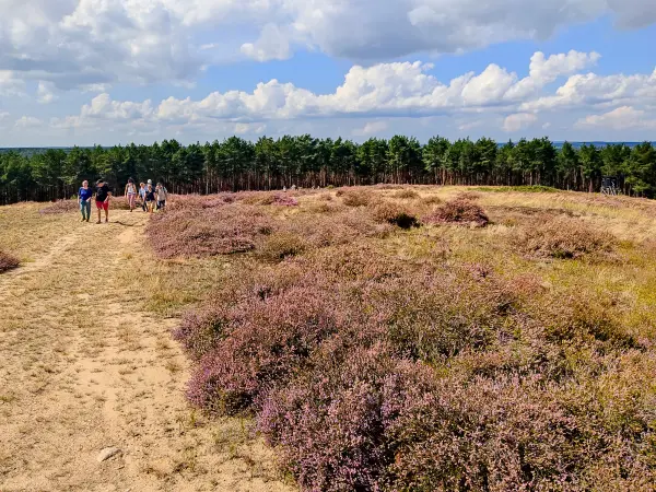 202308260-34 - Heideblüte auf dem Kienberg bei Schönhagen, Fläming, Brandenburg, Deutschland