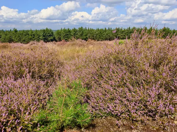 202308260-35 - Heideblüte auf dem Kienberg bei Schönhagen, Fläming, Brandenburg, Deutschland
