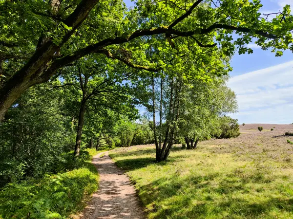 202308210-40 - Heideblüte bei Niederhaverbeck, Lüneburger Heide, Niedersachsen, Deutschland