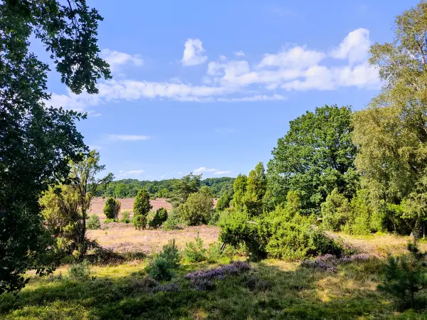202308210-42 - Heideblüte bei Niederhaverbeck, Lüneburger Heide, Niedersachsen, Deutschland