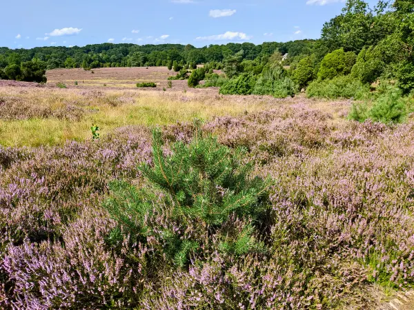 202308210-43 - Heideblüte bei Niederhaverbeck, Lüneburger Heide, Niedersachsen, Deutschland