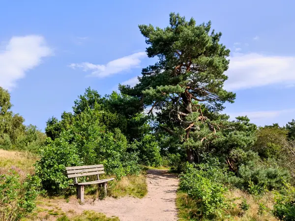 202308210-44 - Heideblüte bei Oberhaverbeck, Lüneburger Heide, Niedersachsen, Deutschland