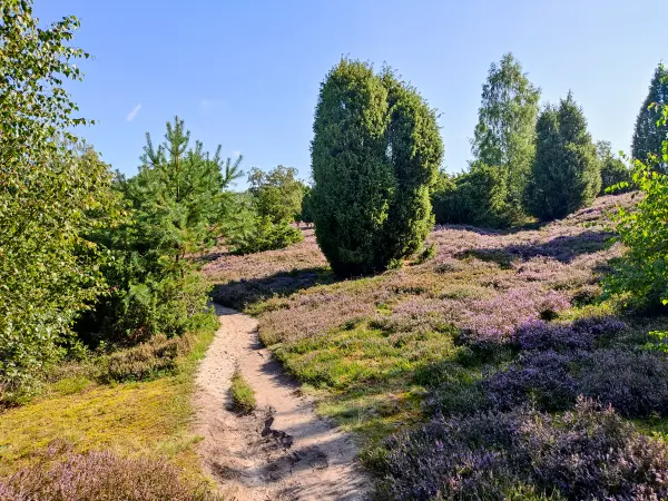 202308210-05 - Heideblüte bei Overhaverbeck, Lüneburger Heide, Niedersachsen, Deutschland
