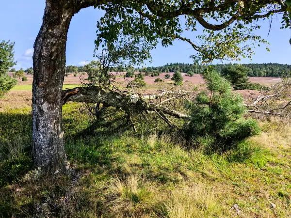 202308210-07 - Heideblüte bei Overhaverbeck, Lüneburger Heide, Niedersachsen, Deutschland