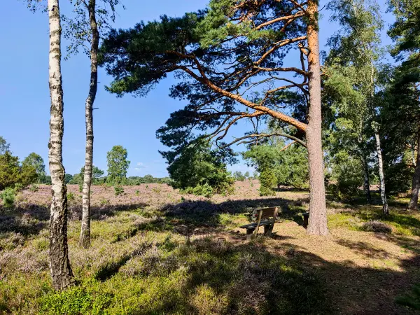202308210-09 - Heideblüte bei Overhaverbeck, Lüneburger Heide, Niedersachsen, Deutschland