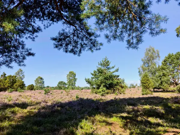 202308210-10 - Heideblüte bei Overhaverbeck, Lüneburger Heide, Niedersachsen, Deutschland