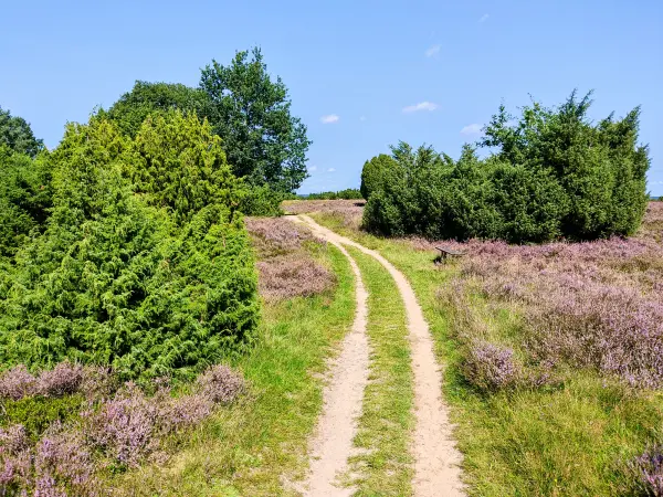 202308210-28 - Heideblüte bei Wilsede, Lüneburger Heide, Niedersachsen, Deutschland