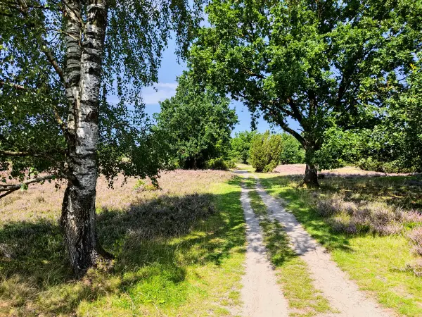 202308210-29 - Heideblüte bei Wilsede, Lüneburger Heide, Niedersachsen, Deutschland