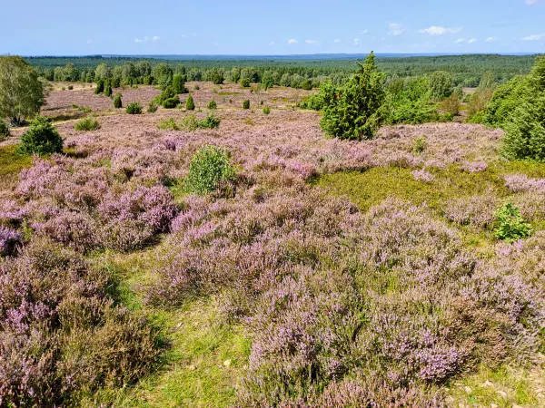 202308210-38 - Heideblüte bei Wilsede, Lüneburger Heide, Niedersachsen, Deutschland