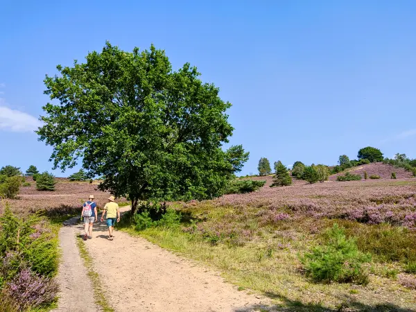 202308210-39 - Heideblüte bei Wilsede, Lüneburger Heide, Niedersachsen, Deutschland