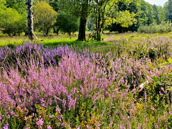 202308240-04 - Heideblüte im Büsenbachtal, Lüneburger Heide, Niedersachsen, Deutschland