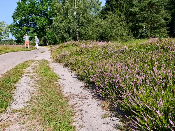 202308240-06 - Heideblüte im Büsenbachtal, Lüneburger Heide, Niedersachsen, Deutschland