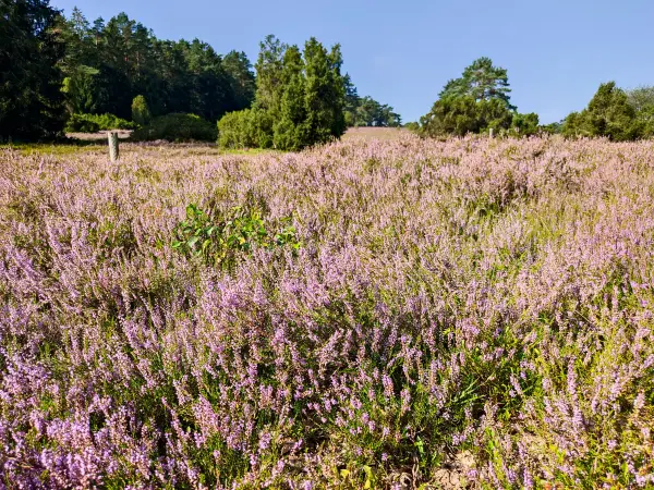 202308240-07 - Heideblüte im Büsenbachtal, Lüneburger Heide, Niedersachsen, Deutschland