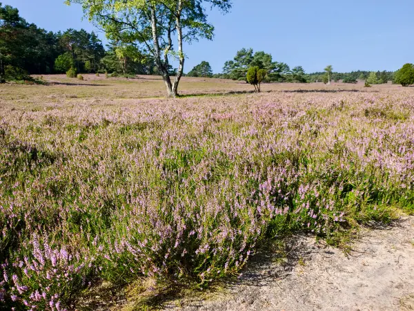 202308240-08 - Heideblüte im Büsenbachtal, Lüneburger Heide, Niedersachsen, Deutschland
