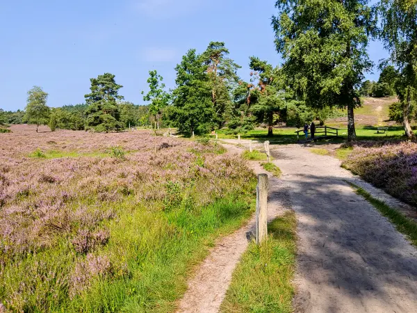 202308240-10 - Heideblüte im Büsenbachtal, Lüneburger Heide, Niedersachsen, Deutschland
