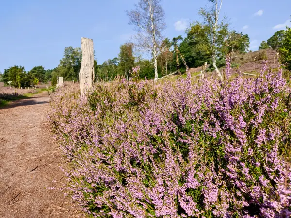 202308240-12 - Heideblüte im Büsenbachtal, Lüneburger Heide, Niedersachsen, Deutschland
