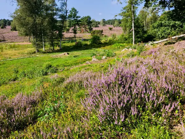 202308240-15 - Heideblüte im Büsenbachtal, Lüneburger Heide, Niedersachsen, Deutschland