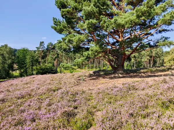 202308240-17 - Heideblüte im Büsenbachtal, Lüneburger Heide, Niedersachsen, Deutschland