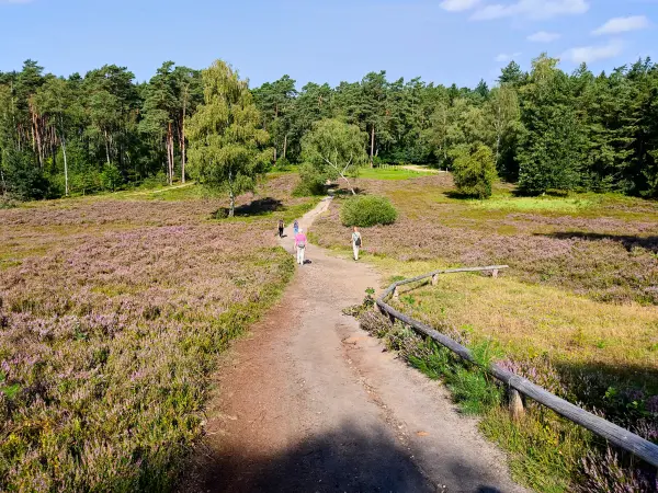 202308240-18 - Heideblüte im Büsenbachtal, Lüneburger Heide, Niedersachsen, Deutschland