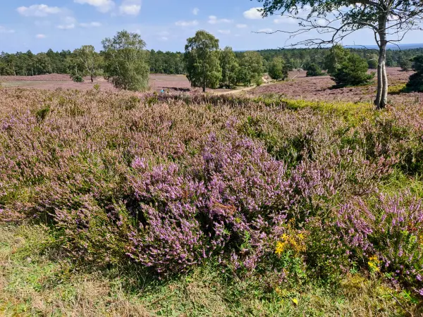 202308240-30 - Heideblüte im Büsenbachtal, Lüneburger Heide, Niedersachsen, Deutschland