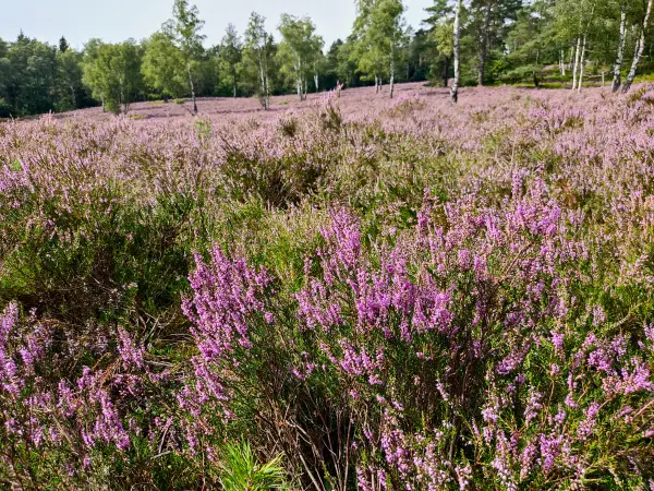 202308240-38 - Heideblüte im Büsenbachtal, Lüneburger Heide, Niedersachsen, Deutschland