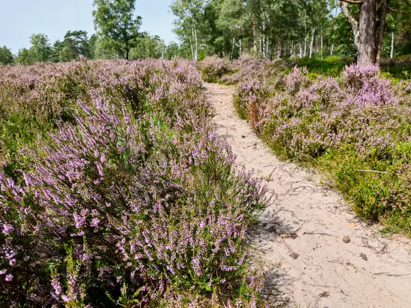 202308240-39 - Heideblüte im Büsenbachtal, Lüneburger Heide, Niedersachsen, Deutschland