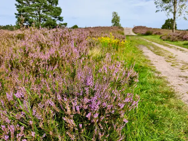 202308240-44 - Heideblüte im Büsenbachtal, Lüneburger Heide, Niedersachsen, Deutschland