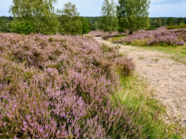 202308240-46 - Heideblüte im Büsenbachtal, Lüneburger Heide, Niedersachsen, Deutschland