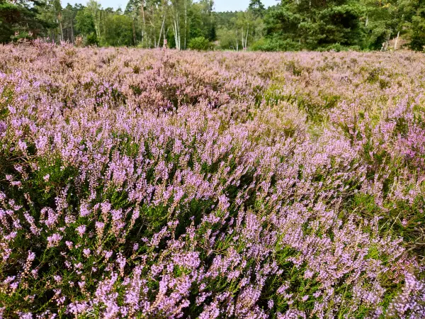 202308240-47 - Heideblüte im Büsenbachtal, Lüneburger Heide, Niedersachsen, Deutschland