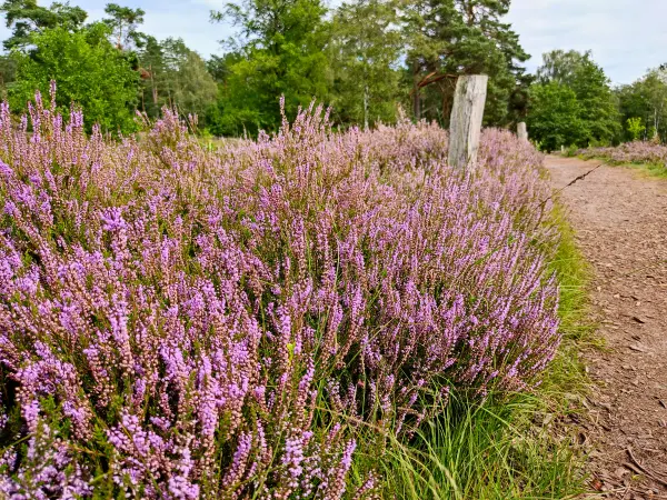 202308240-48 - Heideblüte im Büsenbachtal, Lüneburger Heide, Niedersachsen, Deutschland