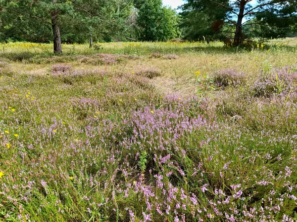 202508300-10 - Heideblüte im NSG Baumberge in Heiligensee, Berlin, Deutschland