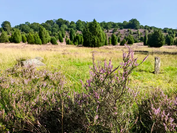 202308210-12 - Heideblüte im Steingrund, Lüneburger Heide, Niedersachsen, Deutschland