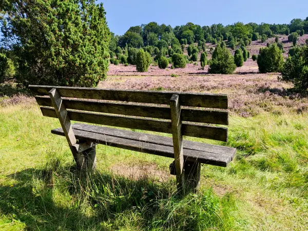 202308210-13 - Heideblüte im Steingrund, Lüneburger Heide, Niedersachsen, Deutschland