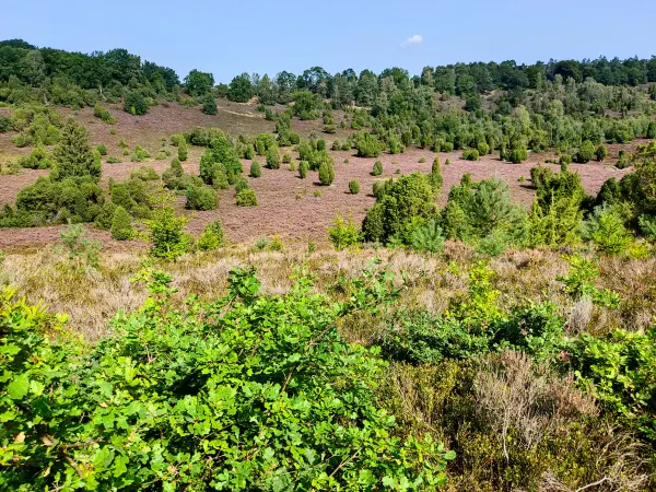 202308210-17 - Heideblüte im Totengrund, Lüneburger Heide, Niedersachsen, Deutschland