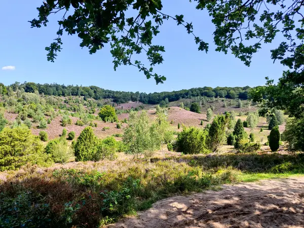 202308210-18 - Heideblüte im Totengrund, Lüneburger Heide, Niedersachsen, Deutschland