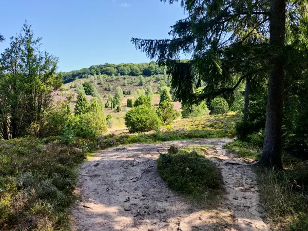 202308210-19 - Heideblüte im Totengrund, Lüneburger Heide, Niedersachsen, Deutschland