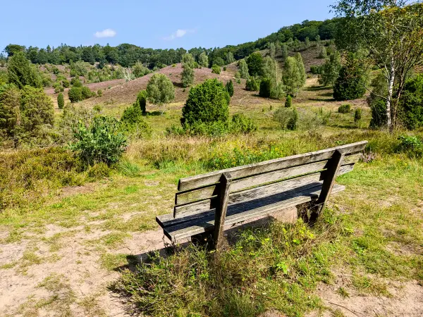 202308210-20 - Heideblüte im Totengrund, Lüneburger Heide, Niedersachsen, Deutschland