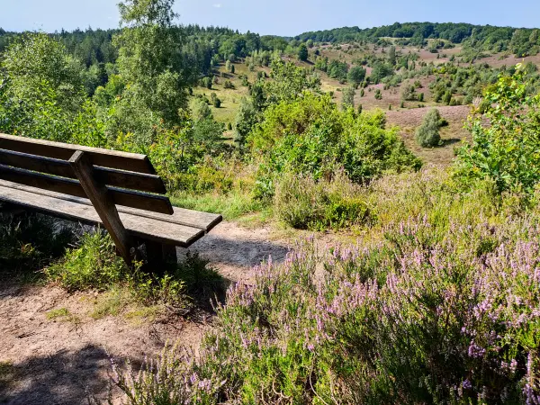 202308210-21 - Heideblüte im Totengrund, Lüneburger Heide, Niedersachsen, Deutschland